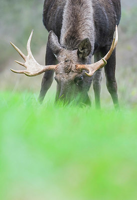 BUITEN BEELD Foto: 384087