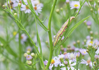 BUITEN BEELD Foto: 384119