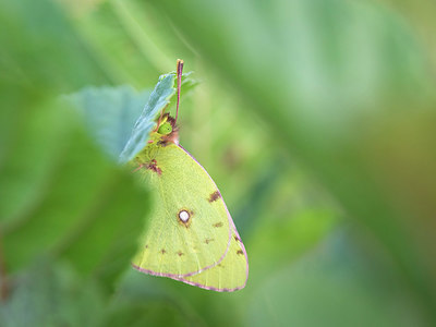 BUITEN BEELD Foto: 384125