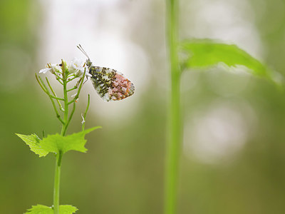 BUITEN BEELD Foto: 384126