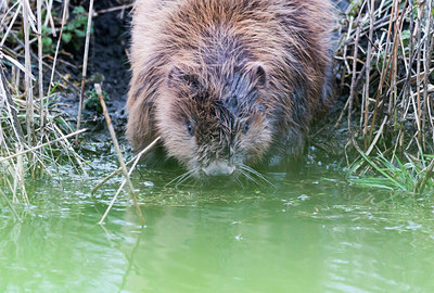 BUITEN BEELD Foto: 384155