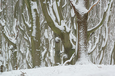 BUITEN BEELD Foto: 384228