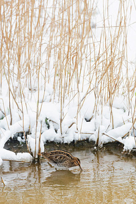 BUITEN BEELD Foto: 384239