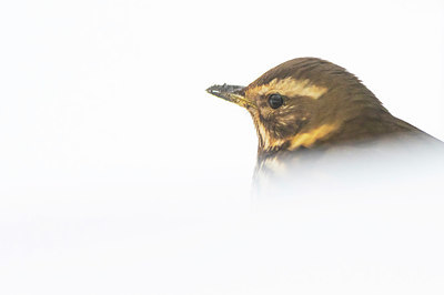 BUITEN BEELD Foto: 384246