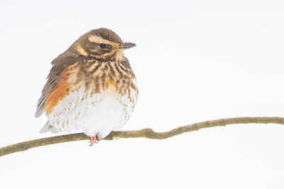 BUITEN BEELD Foto: 384255