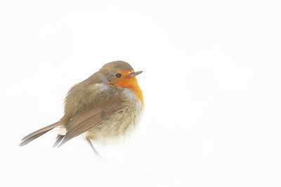 BUITEN BEELD Foto: 384276