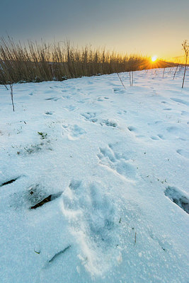 BUITEN BEELD Foto: 384322