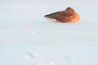 BUITEN BEELD Foto: 384368