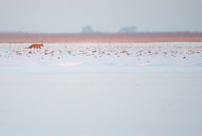 BUITEN BEELD Foto: 384371