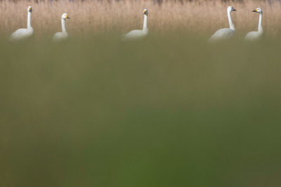 BUITEN BEELD Foto: 384526