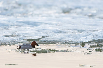 BUITEN BEELD Foto: 384574