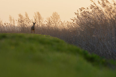 BUITEN BEELD Foto: 384594