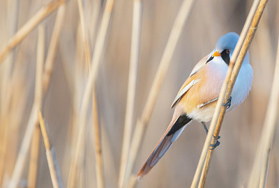 BUITEN BEELD Foto: 384598