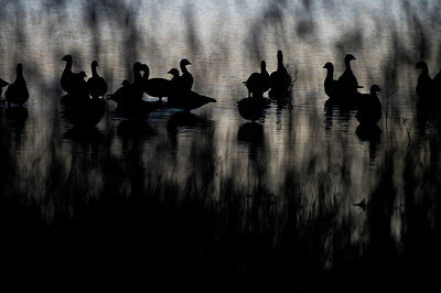 BUITEN BEELD Foto: 384611