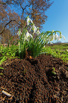 BUITEN BEELD Foto: 384612