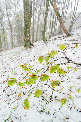 BUITEN BEELD Foto: 384641