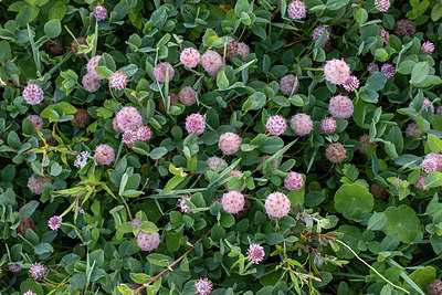 BUITEN BEELD Foto: 384651