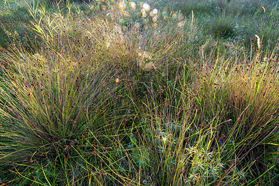 BUITEN BEELD Foto: 384659