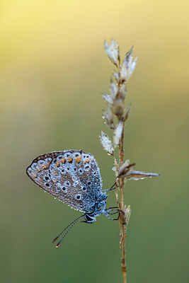 BUITEN BEELD Foto: 384660
