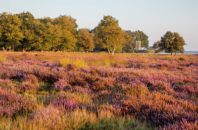 BUITEN BEELD Foto: 384674