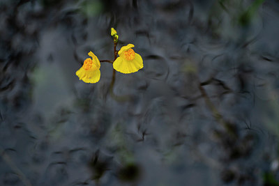 BUITEN BEELD Foto: 384688