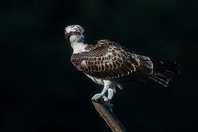 BUITEN BEELD Foto: 384699