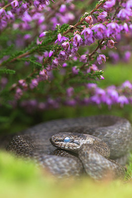 BUITEN BEELD Foto: 384753