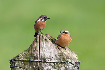 BUITEN BEELD Foto: 384765