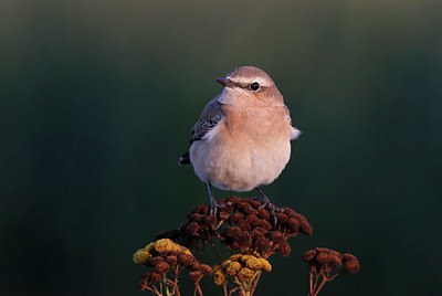 BUITEN BEELD Foto: 384768