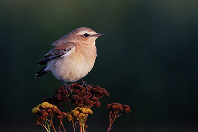 BUITEN BEELD Foto: 384769