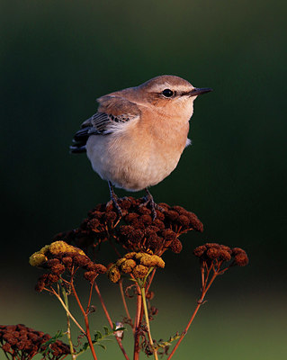 BUITEN BEELD Foto: 384770