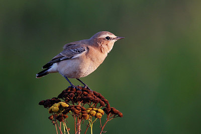 BUITEN BEELD Foto: 384776