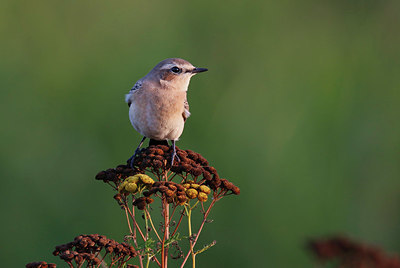 BUITEN BEELD Foto: 384778