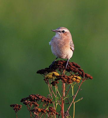 BUITEN BEELD Foto: 384779