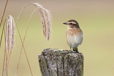 BUITEN BEELD Foto: 384780