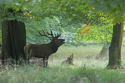 BUITEN BEELD Foto: 384785