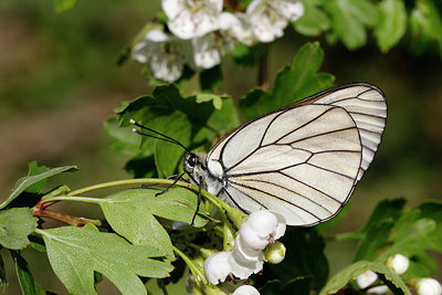 BUITEN BEELD Foto: 384791