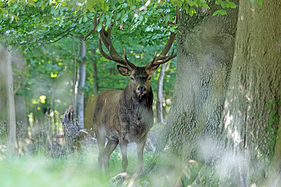 BUITEN BEELD Foto: 384798