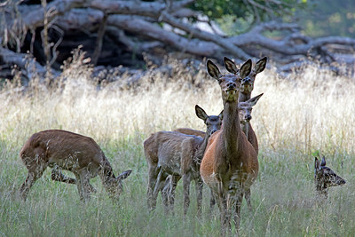 BUITEN BEELD Foto: 384799