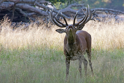 BUITEN BEELD Foto: 384800