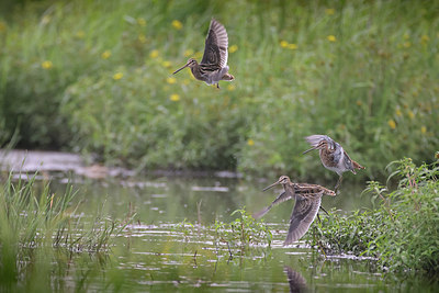 BUITEN BEELD Foto: 384848