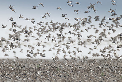 BUITEN BEELD Foto: 384850