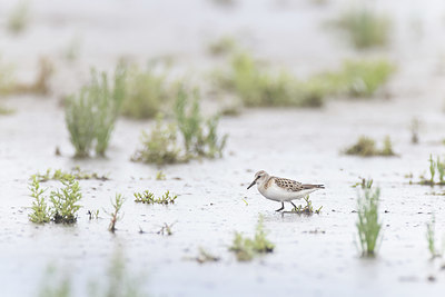 BUITEN BEELD Foto: 384853