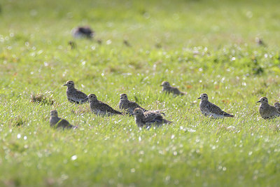 BUITEN BEELD Foto: 384856