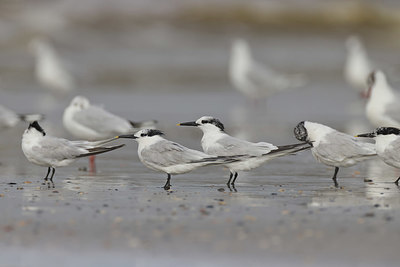 BUITEN BEELD Foto: 384860