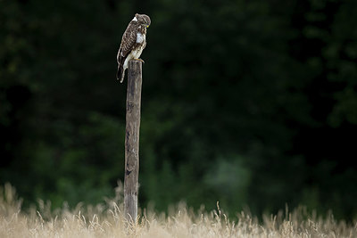 BUITEN BEELD Foto: 384874