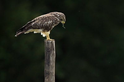 BUITEN BEELD Foto: 384876