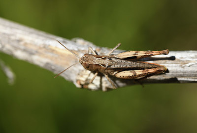 BUITEN BEELD Foto: 384884