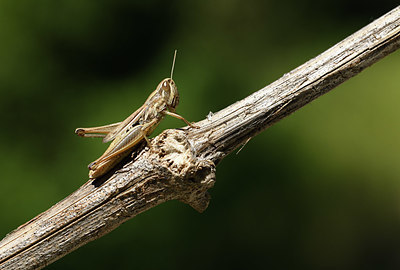 BUITEN BEELD Foto: 384885