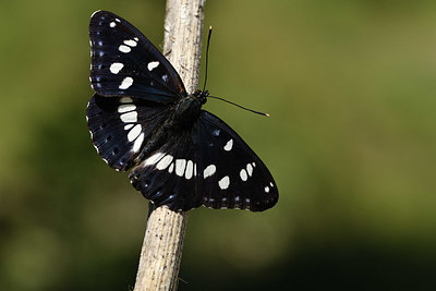 BUITEN BEELD Foto: 384886